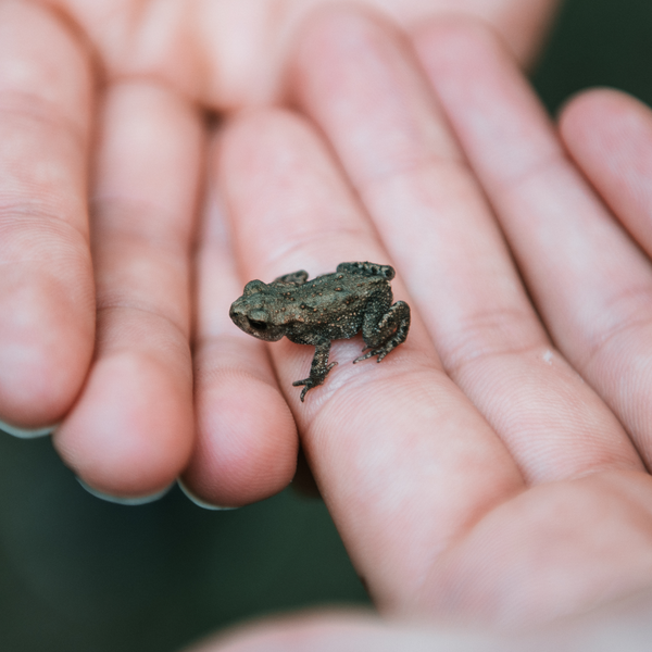 Groda i hand Groda i hand