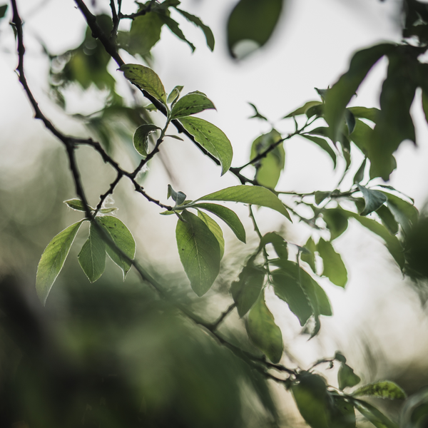 Lv i vinden Lv i vinden