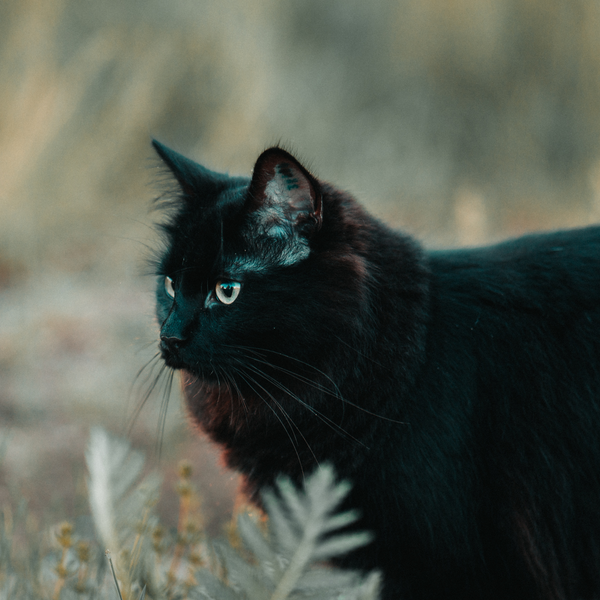 Jgaren Sotis Jgaren Sotis